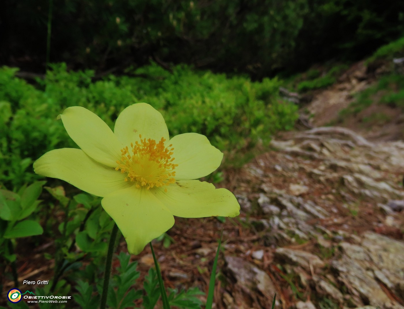 17 Pulsatilla alpina sulphurea.JPG